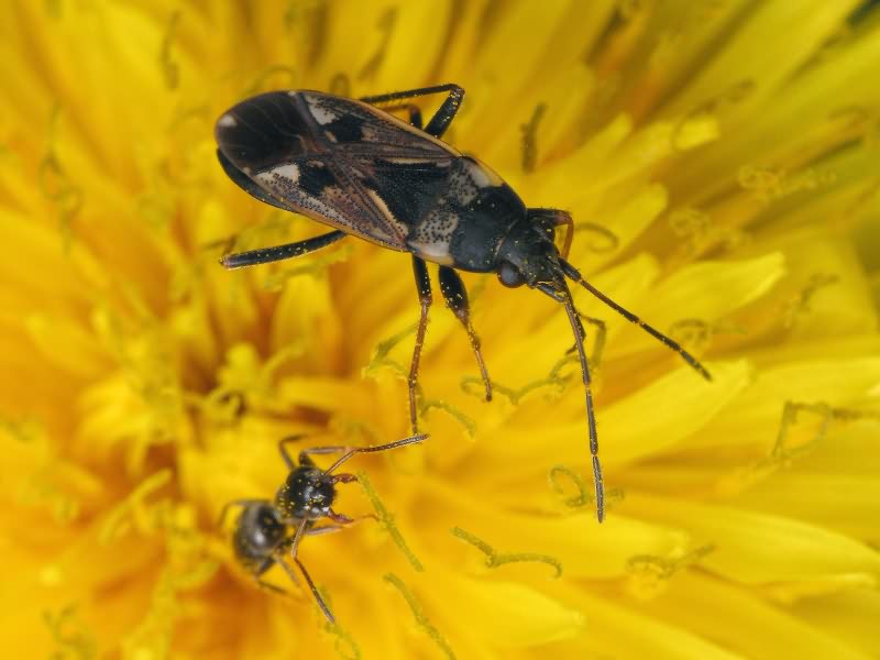 Rhyparochromus vulgaris (Schilling, 1829)